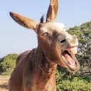 burro animal